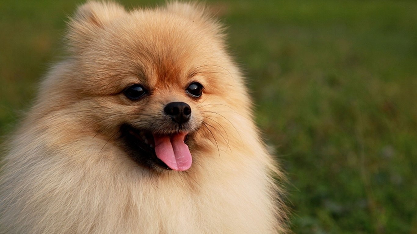 Related Pictures Pomeranian Puppy Wallpaper The