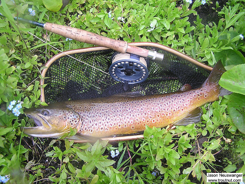 Brook Trout It Turned Out To Be A Very Bright Red Gold Brown