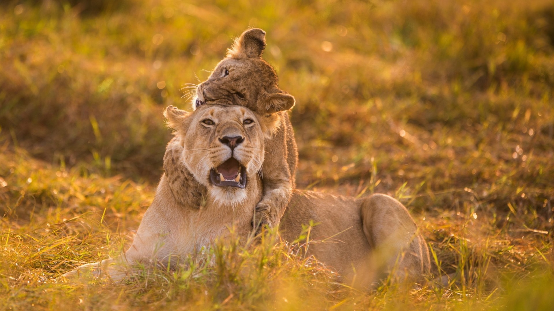 Lion Cub Riding On Mum Wallpaper And Image