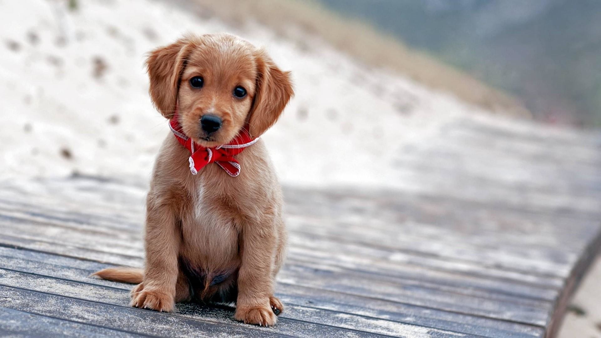 Cute Puppy Picture Wallpaper