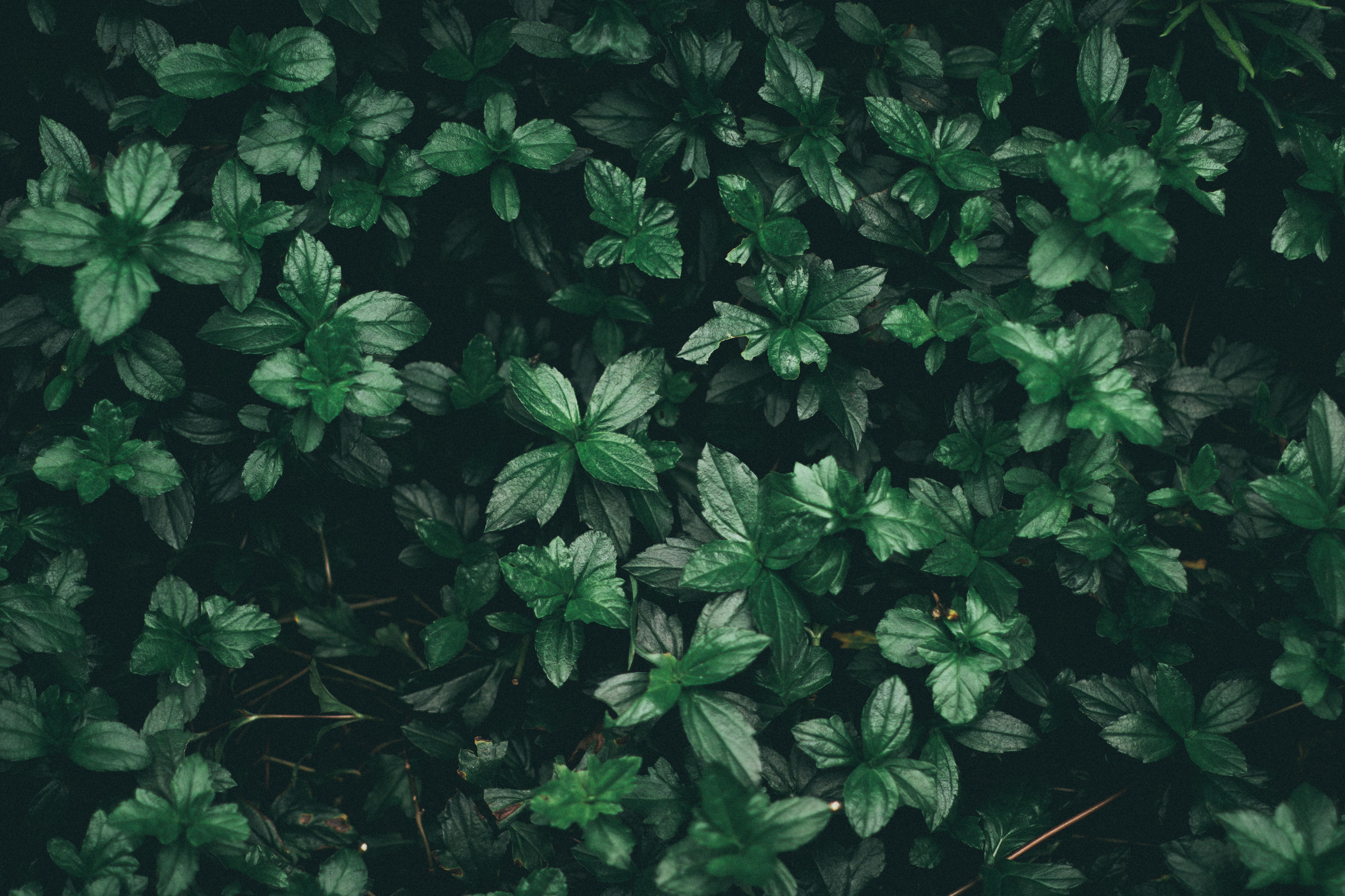 Green Plant Aesthetic Wallpaper On