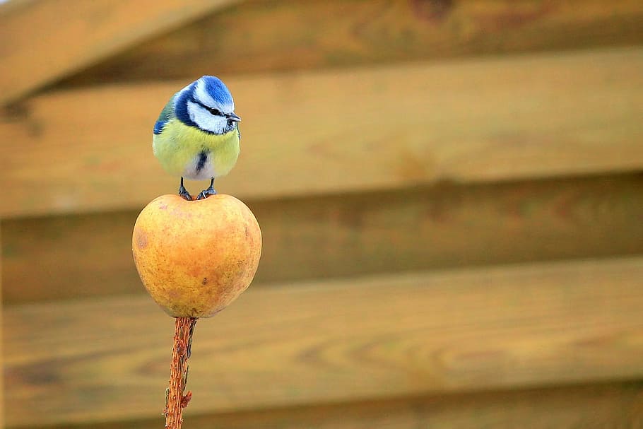 HD Wallpaper Blue And Yellow Bird Perching On Fruit Tit