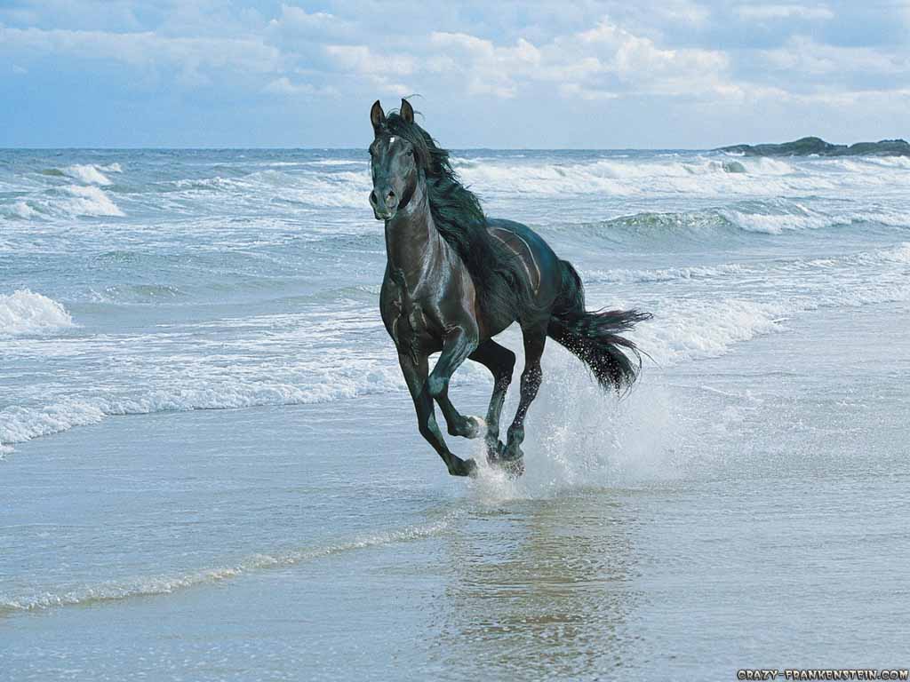 Wallpaper Horse on beach