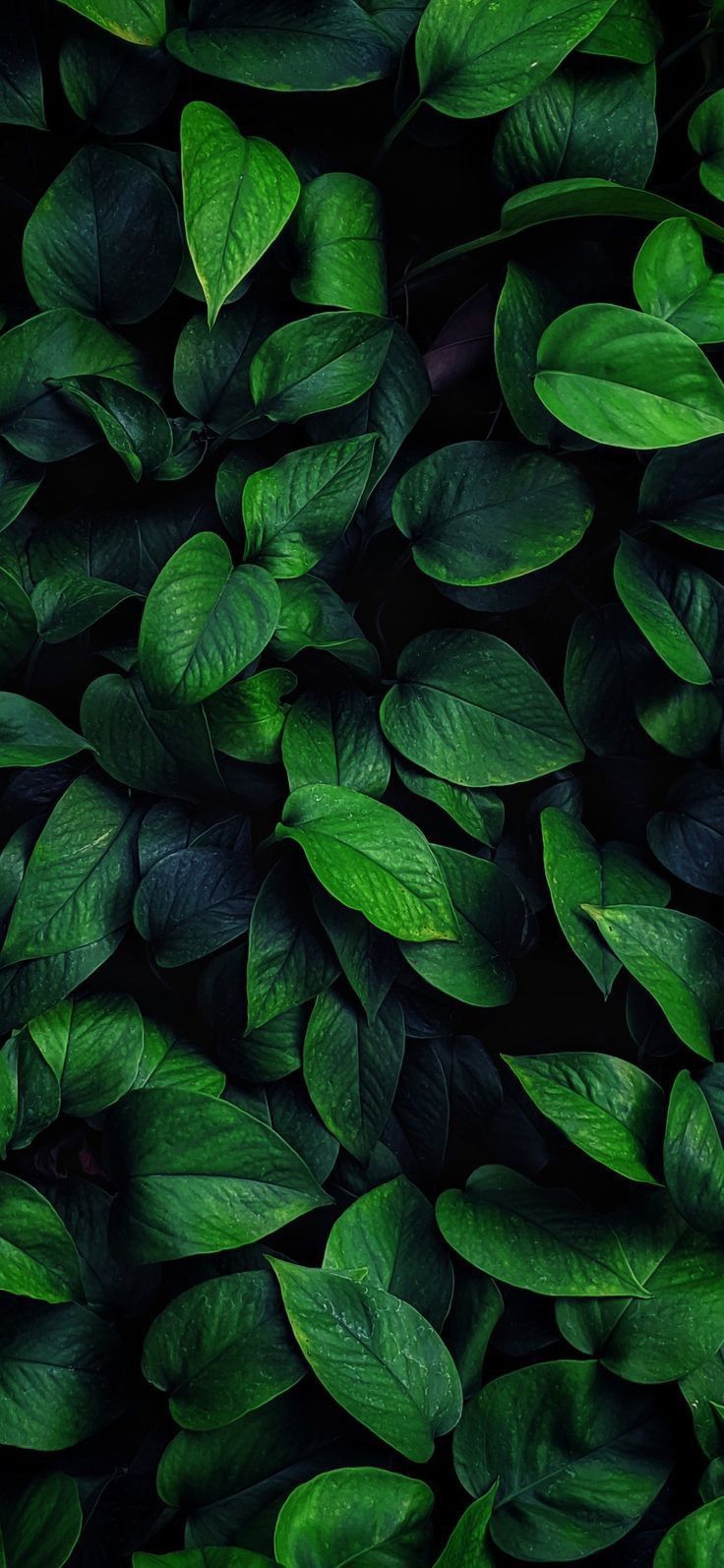 My First Wallpaper