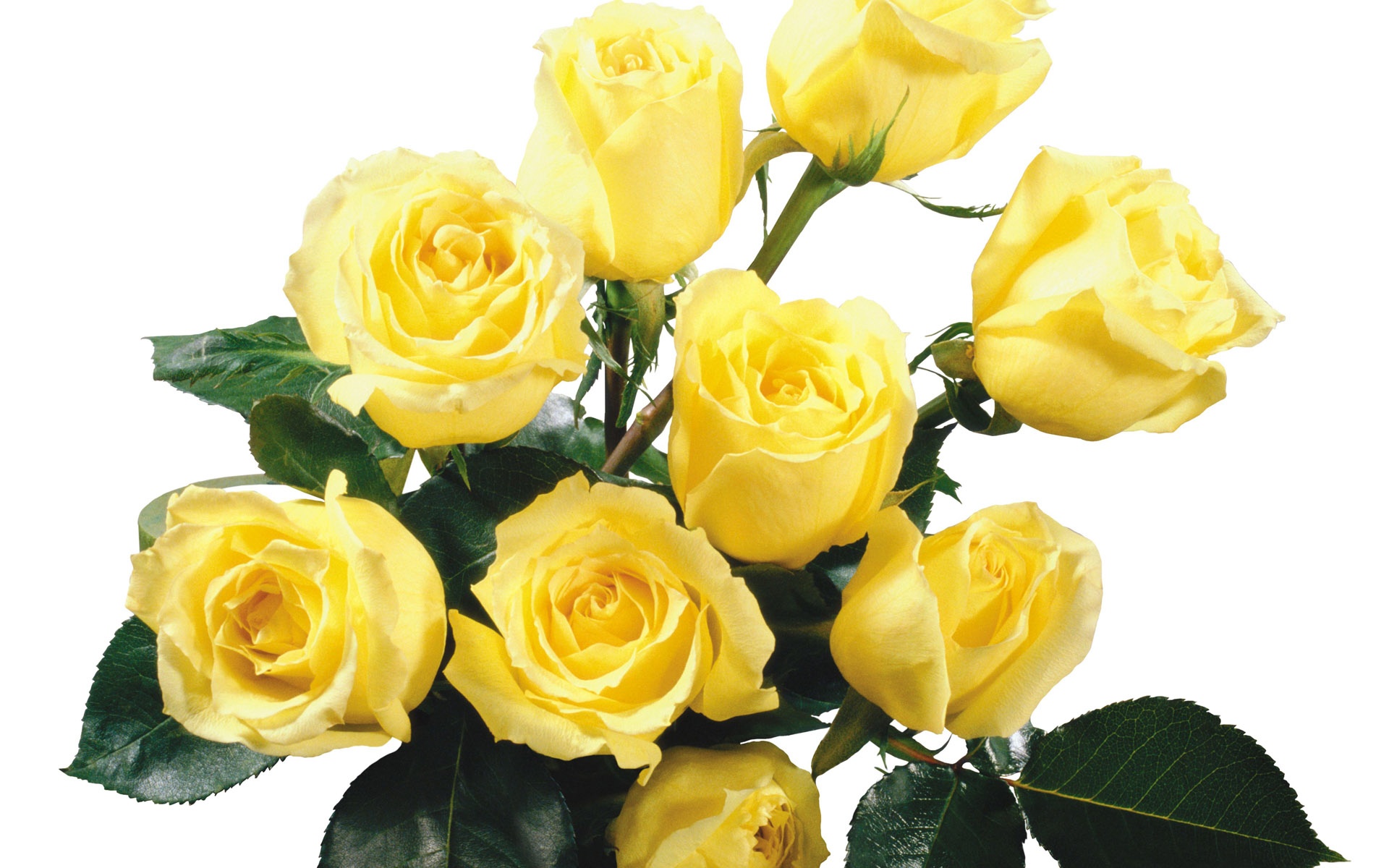 Rose Bouquet Wallpaper Yellow