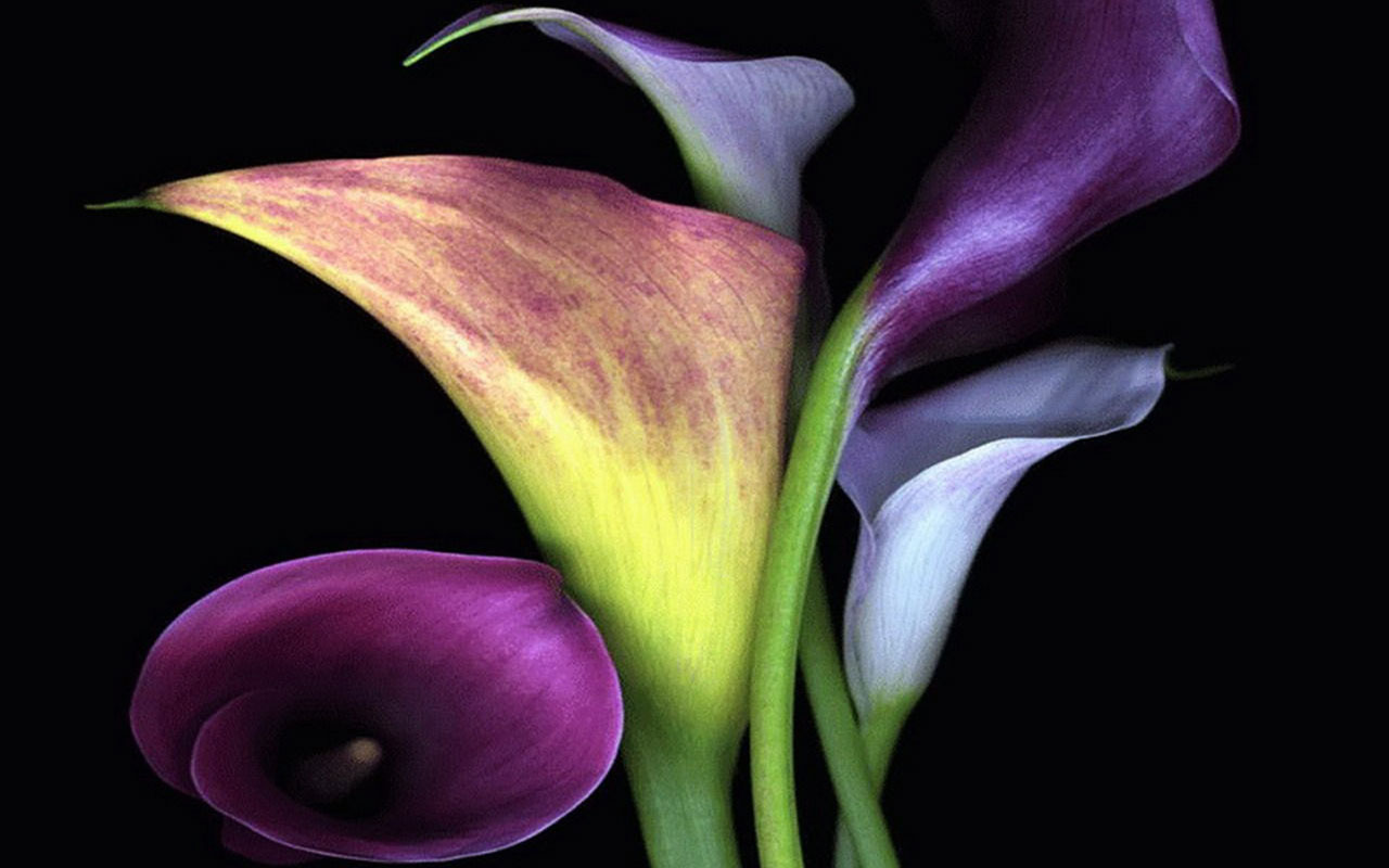 Calla lilies stock image Image of lilies stem fragility  39233219  Calla  lily Calla lily flowers Amazing flowers