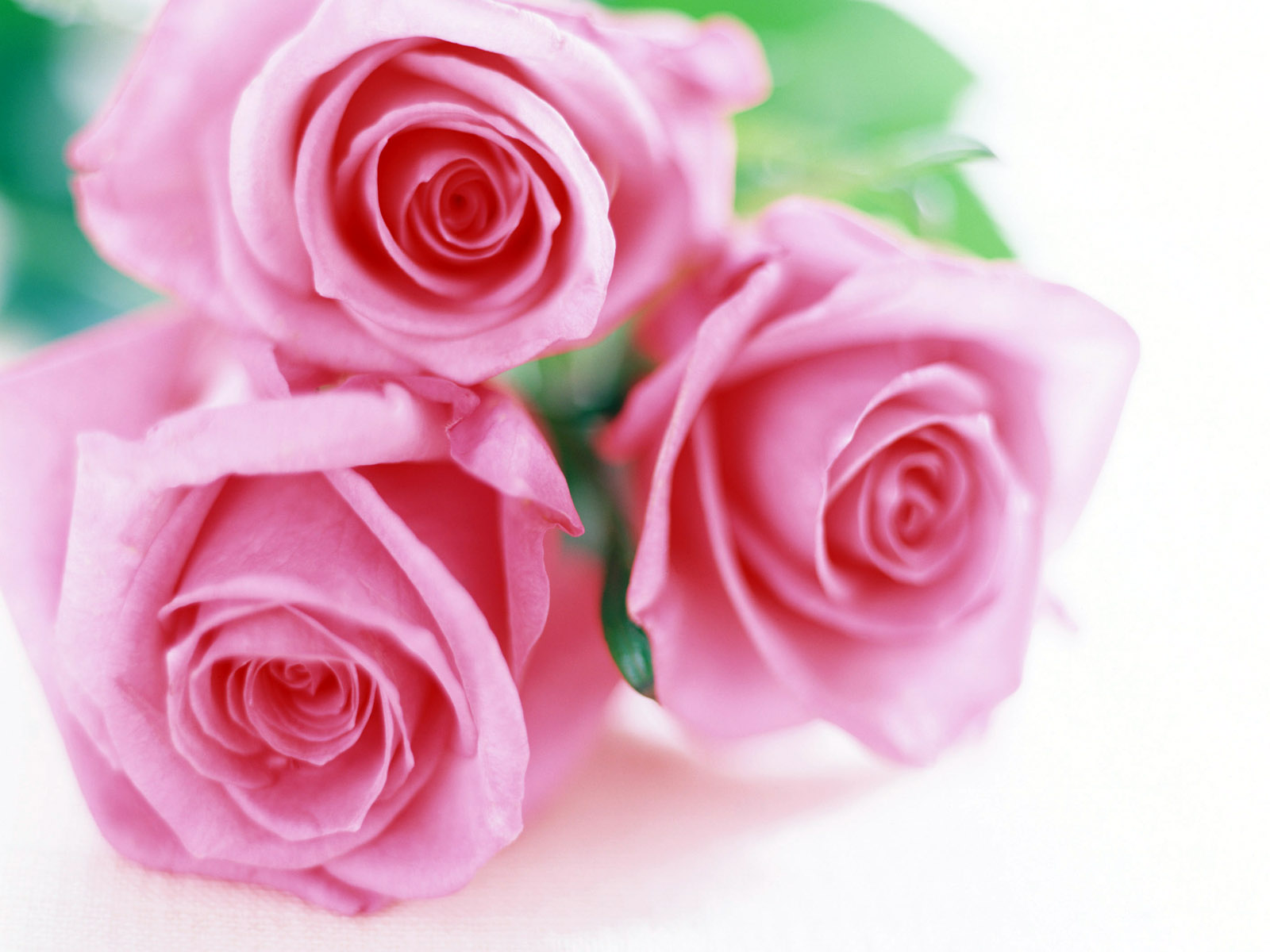 Pink Roses Valentine HD Wallpaper Flowers