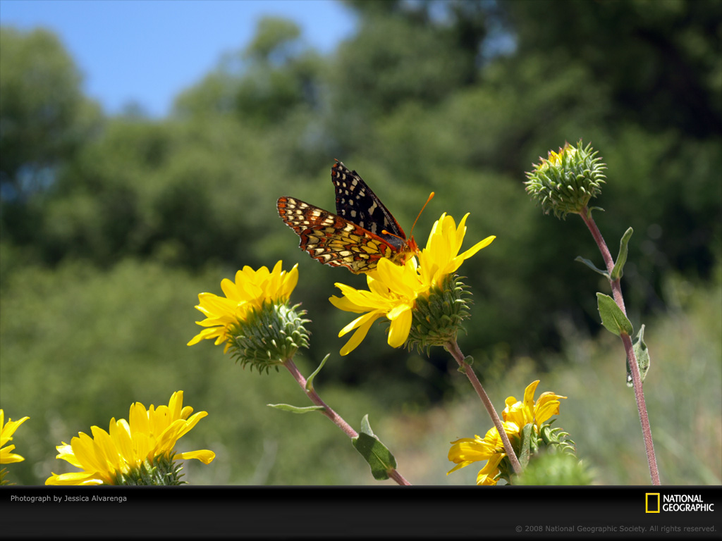 Photography Wallpaper Butterfly Yellow Flowers Html