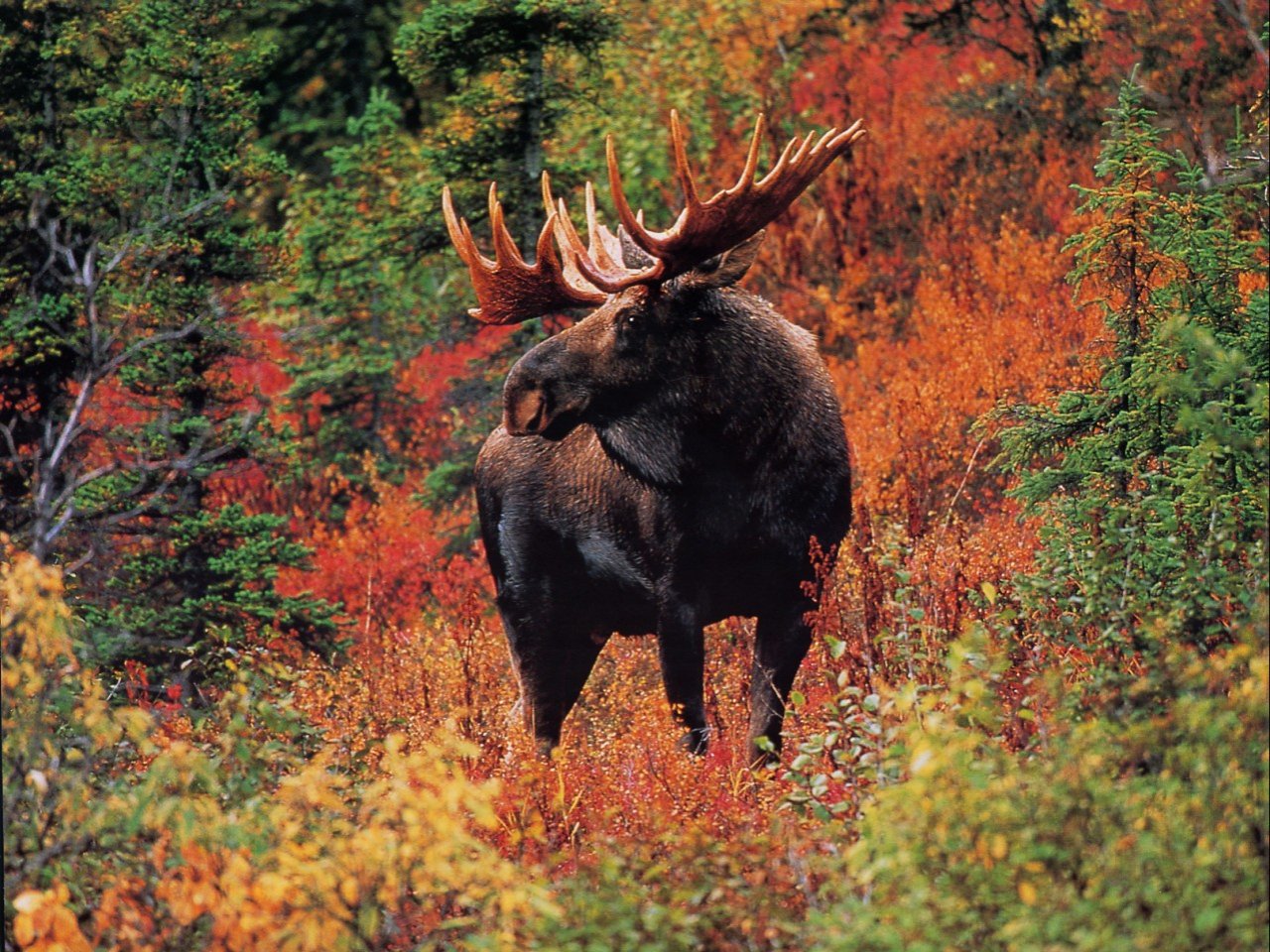 Moose In Fall Colors Animal And Wildlife Puter