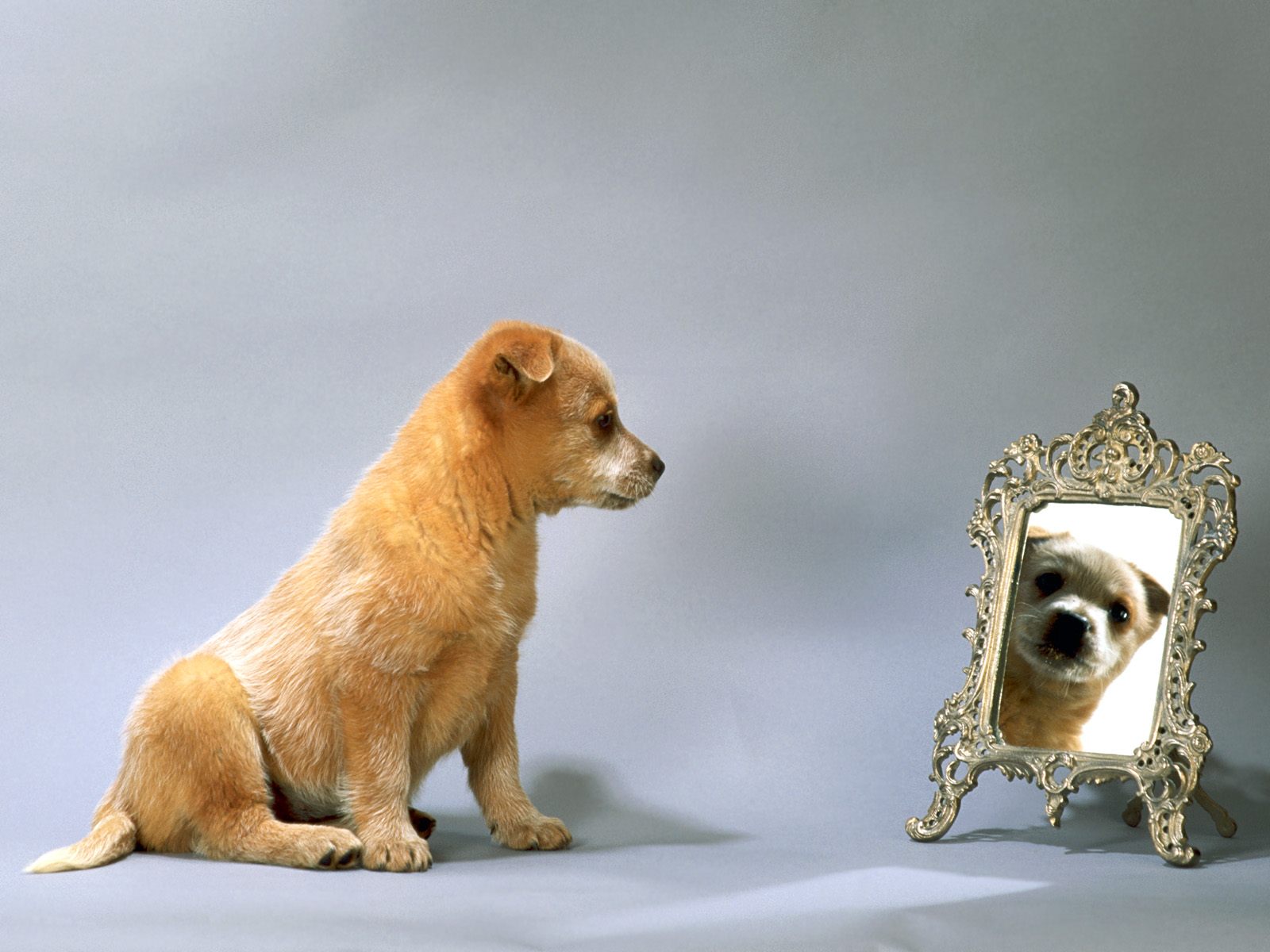 Dog Wallpaper