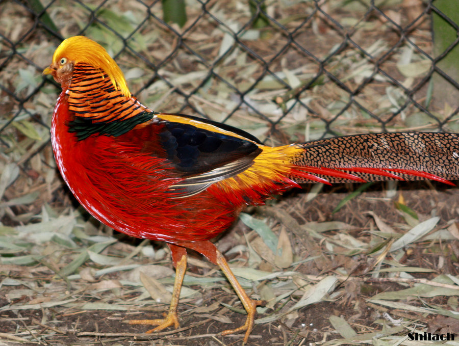 Golden Pheasant By Azurehowlshilach