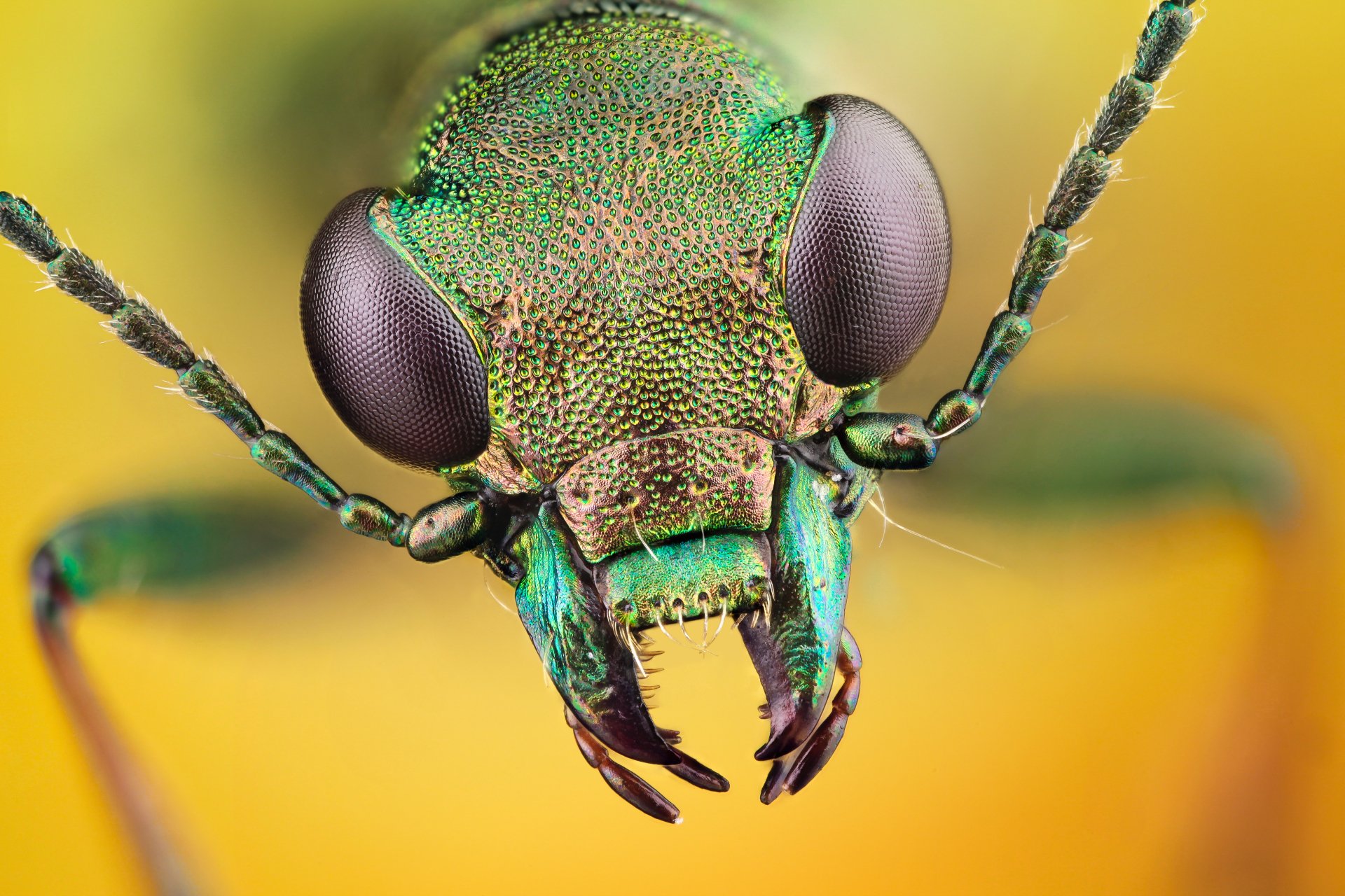 Insect HD Wallpaper