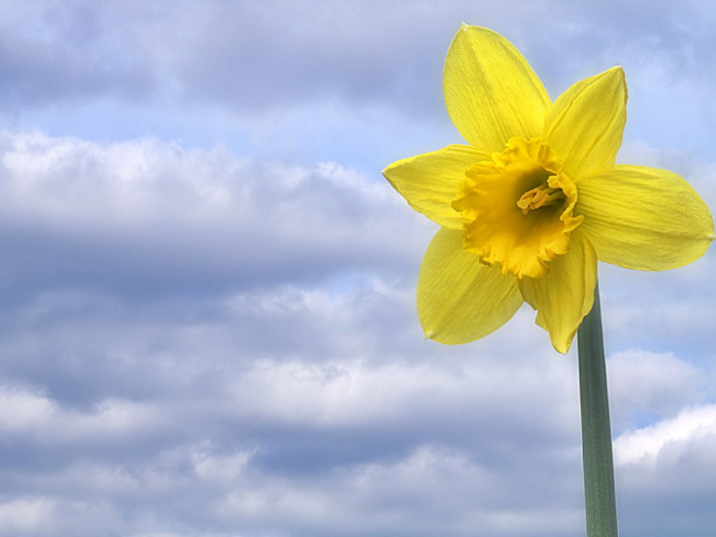 Daffodil Flowers Wallpaper HD Pictures Live