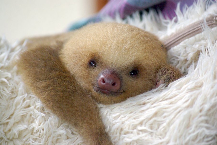 Baby Sloth wallpaper