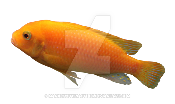 Yellow Fish Cut Out By Manichysteriastock