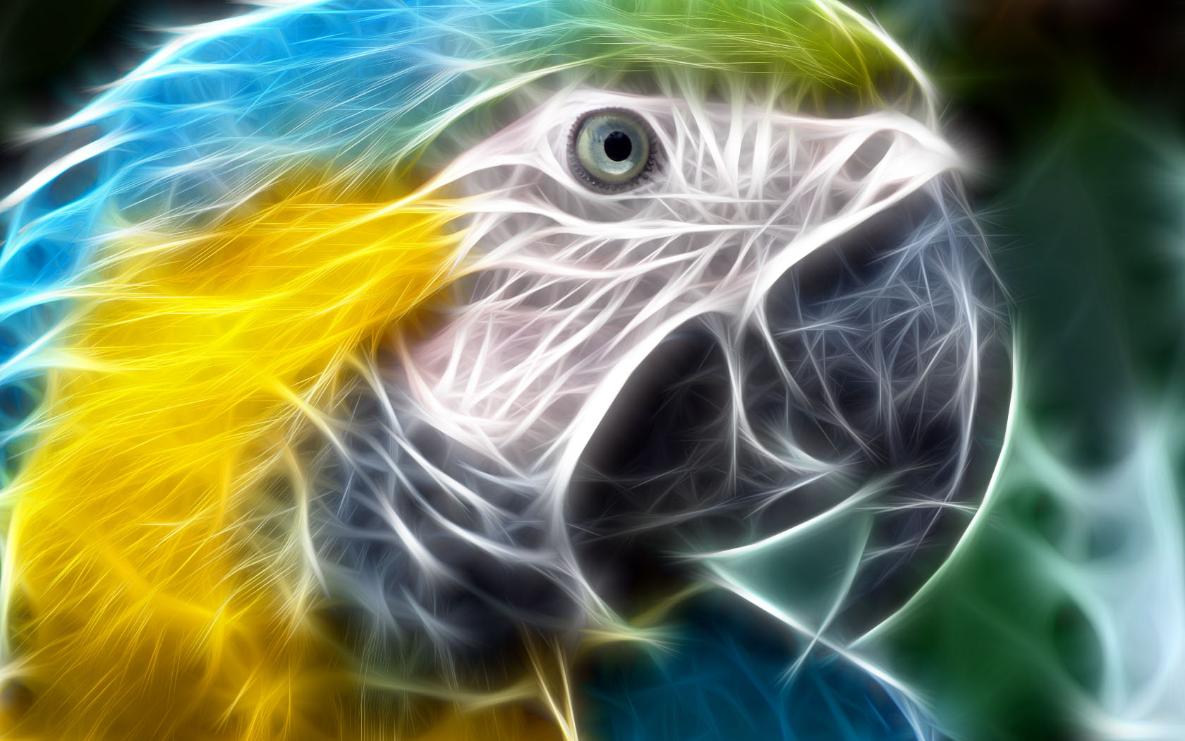 Tropical Parrot Desktop Wallpaper Pictures Photos
