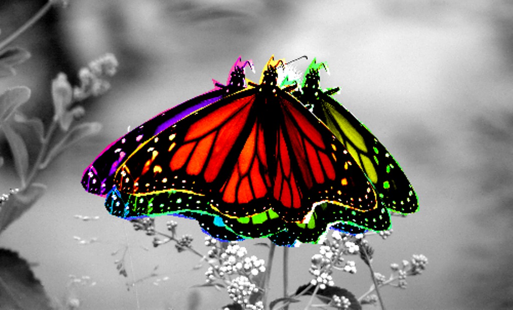 42+ Neon Butterfly and Flowers Wallpaper on WallpaperSafari