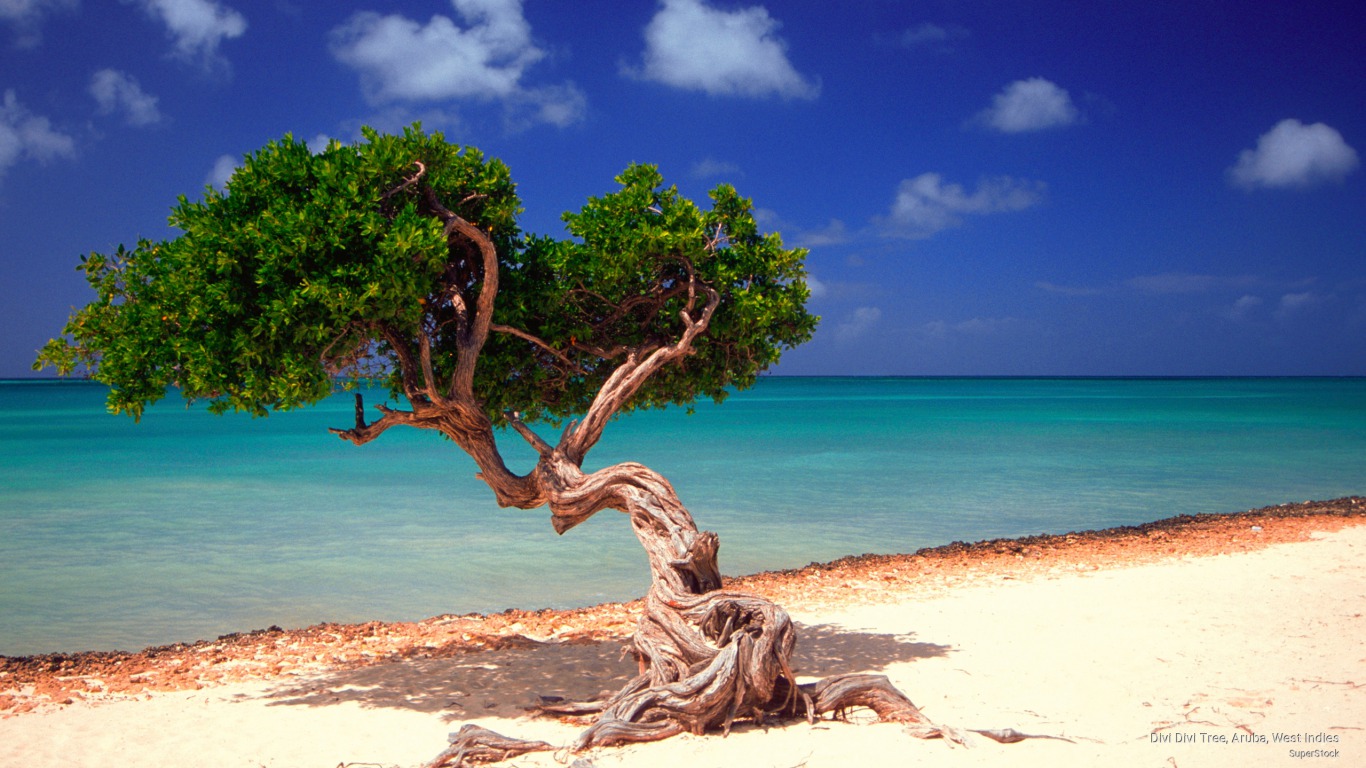 Divi Tree On Aruba Beach Wallpaper And Background Image