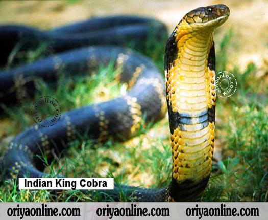 Wallpaper Of Snakes Wildlife Cobra King