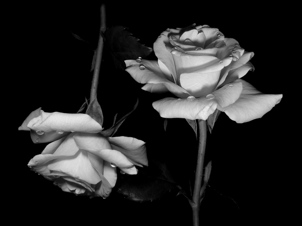 Free download Black And White Rose Wallpaper White And Black Rose ...
