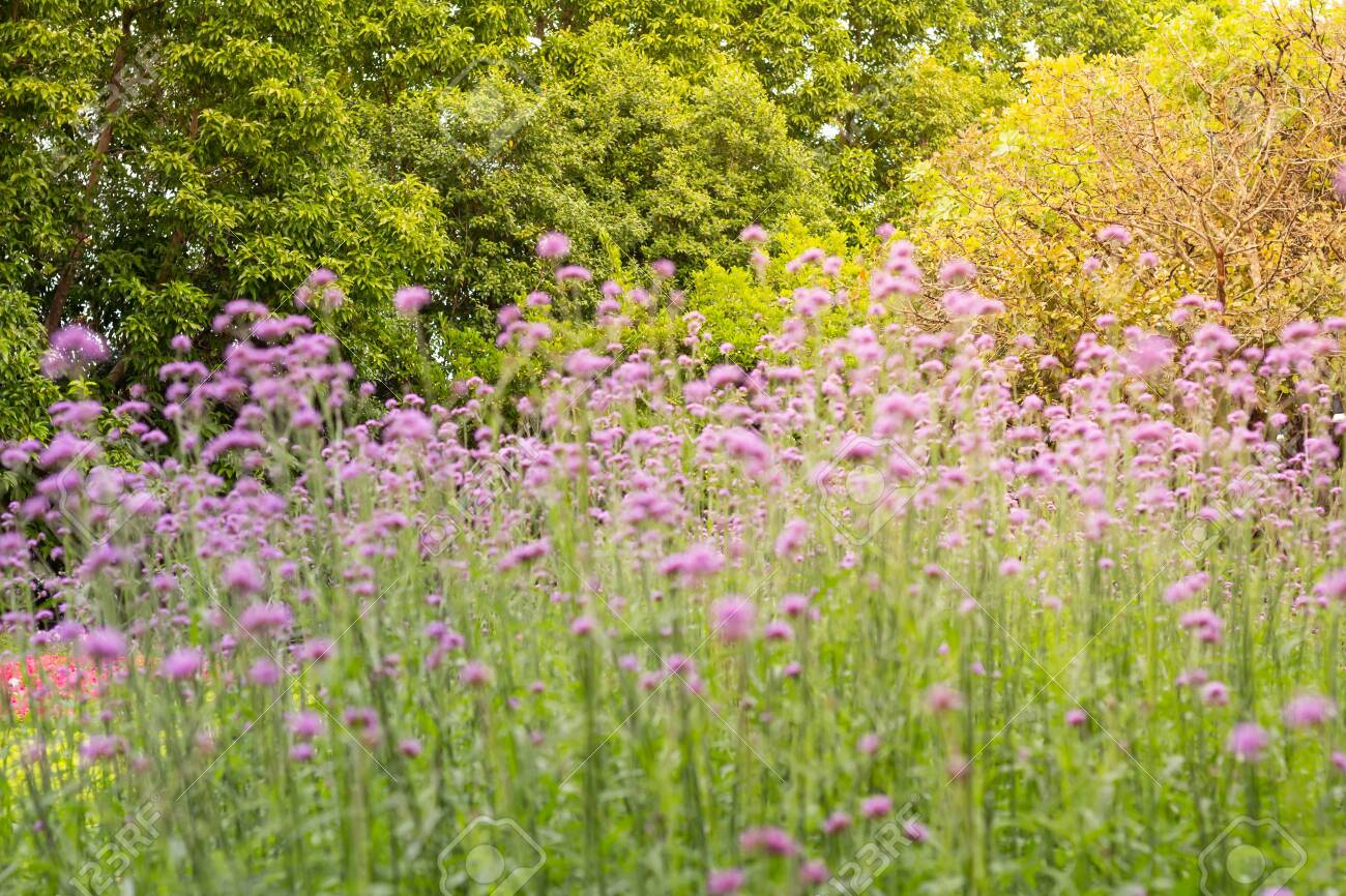 free-download-blurred-colorful-vervain-flowers-meadow-spring-nature