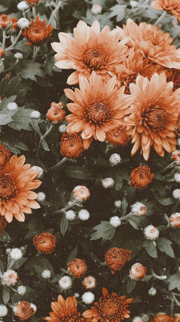 Beautiful Flower iPhone Wallpaper Idea