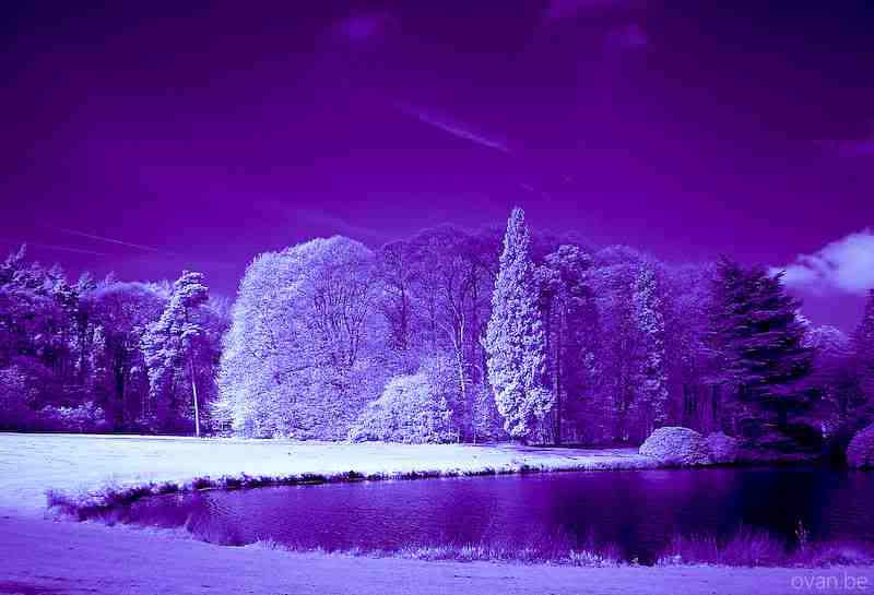 Purple Snow In The Future