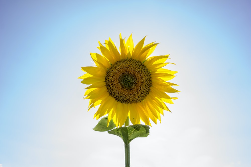 Yellow Sunflower Photo Flower Image