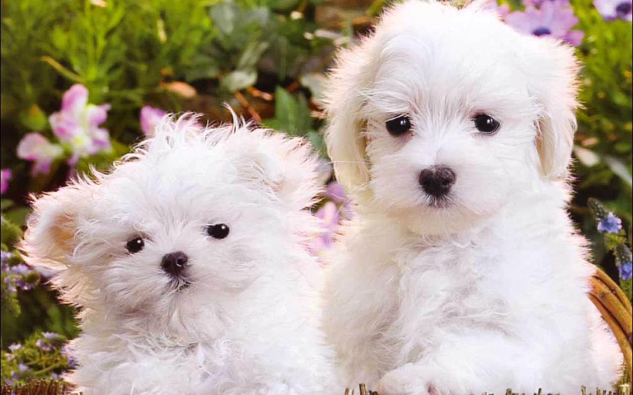 Two Adorable White Maltese Puppies in a Garden