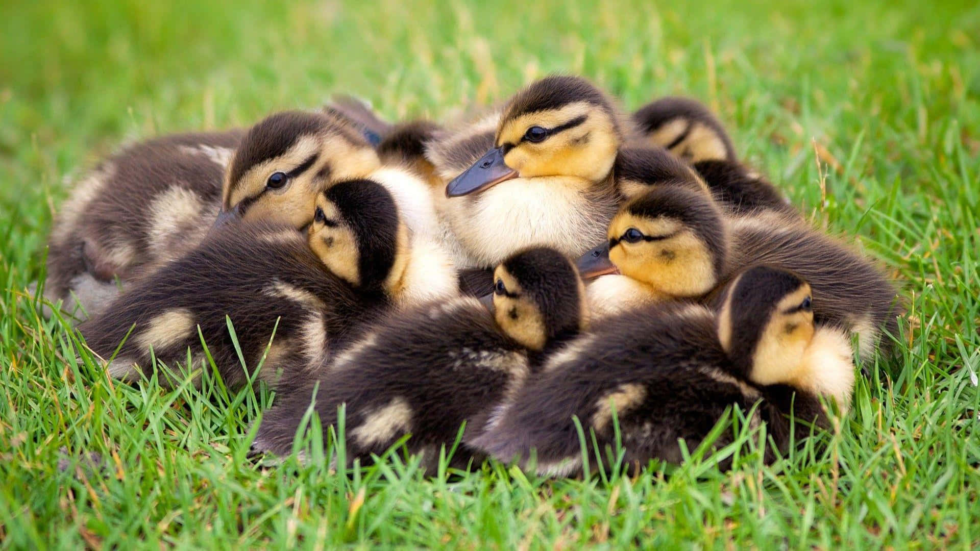 Baby Duck Background Wallpaper