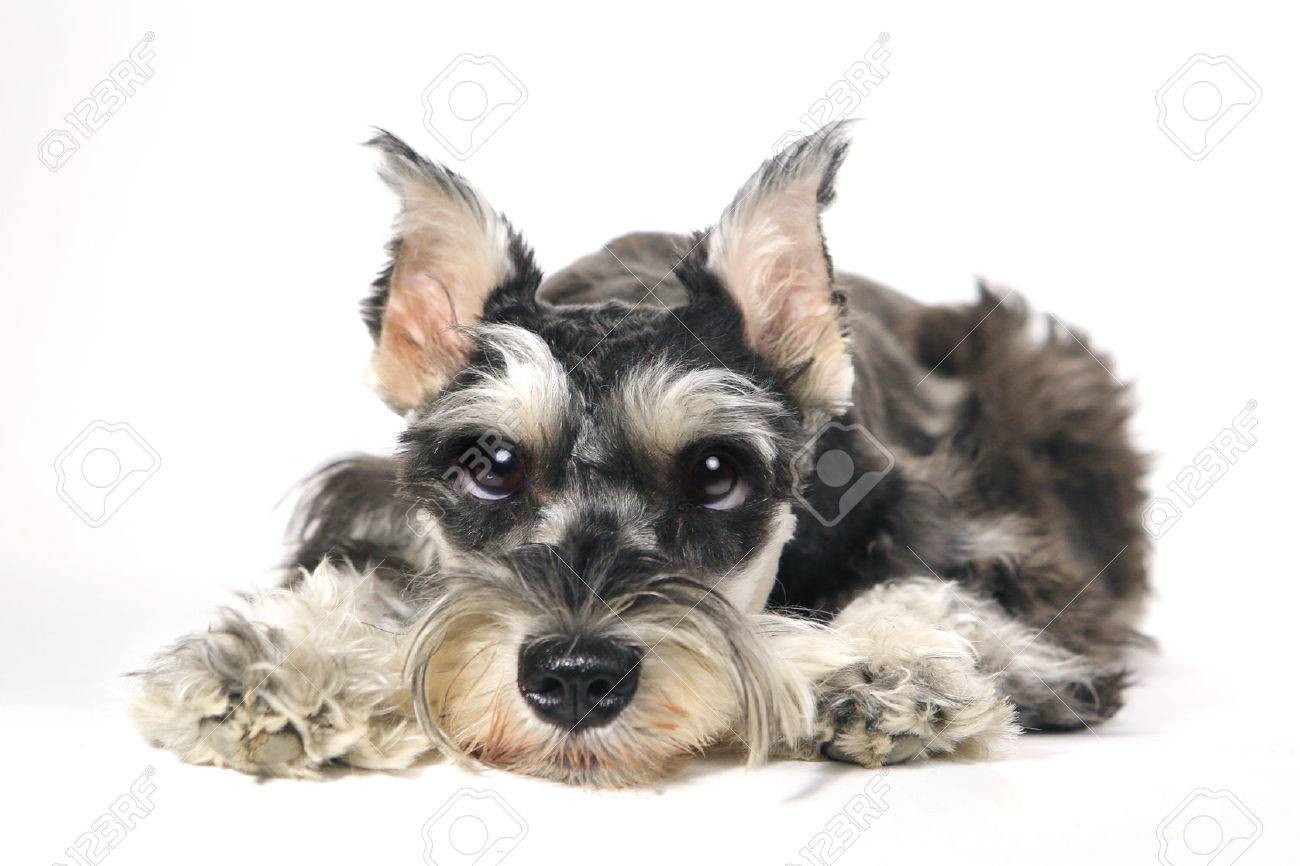 Free download Miniature Schnauzer Puppy Dog On White Background Stock