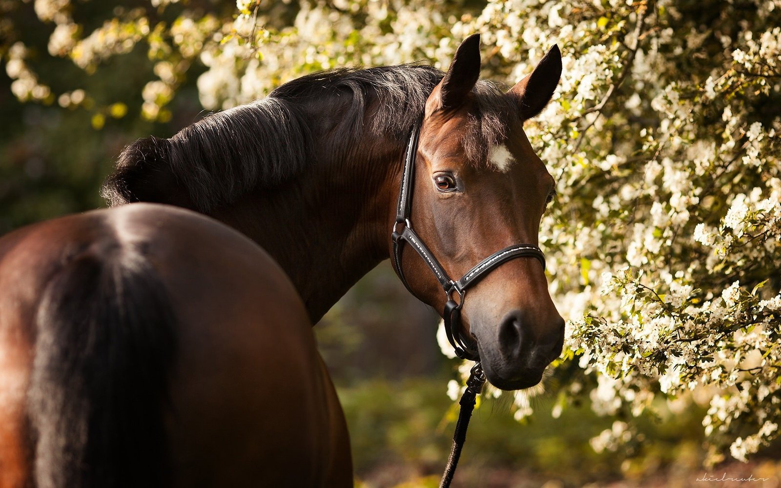 A beautiful brown horse with a black halter stands in front of a flowering tree