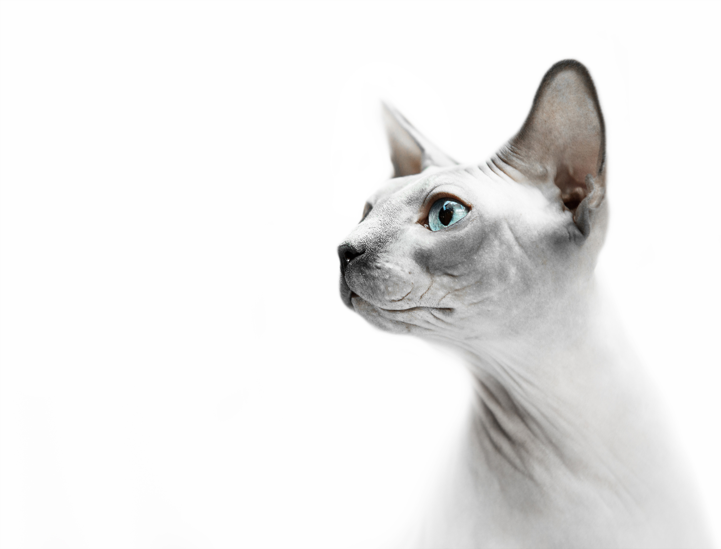Sphynx Cat HD Wallpaper Background Image