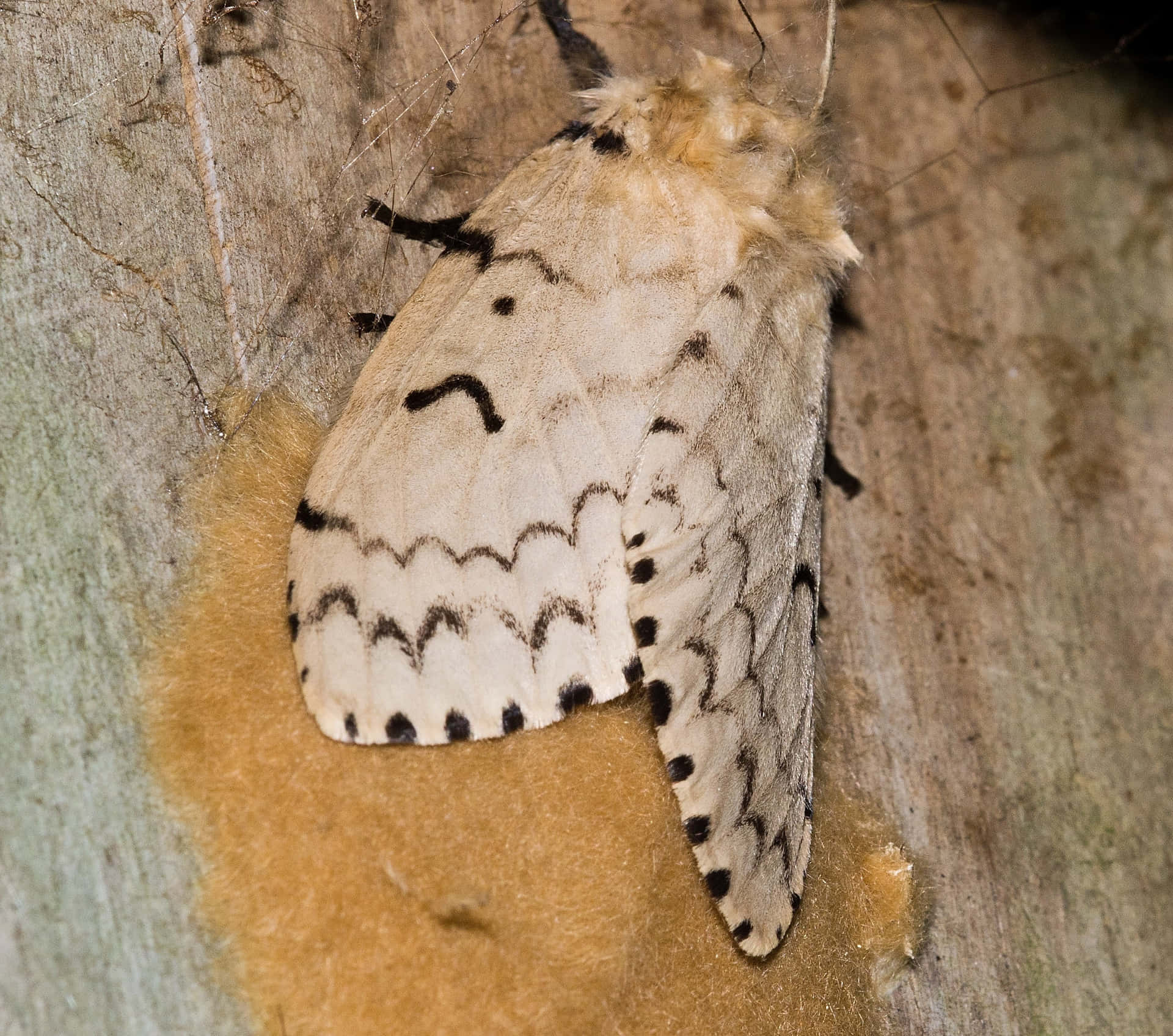 Gypsy Moth Wallpaper