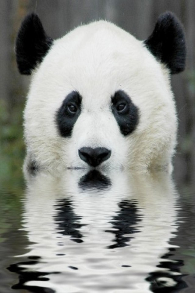 Url Picsmobi iPhone Animals Water Panda Html