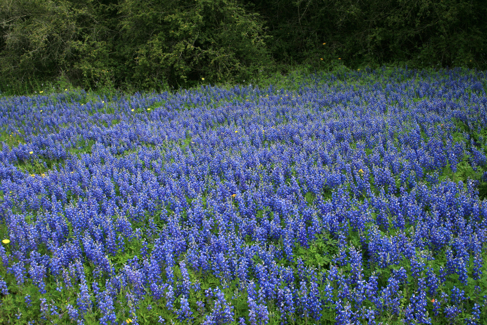 Texas Bluebon Field By Vvvfotoguy