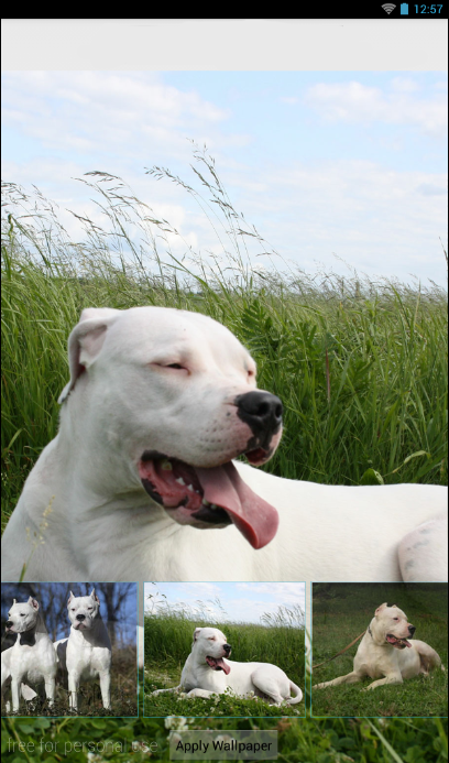 Dogo Argentino Theme Android Apps On Google Play