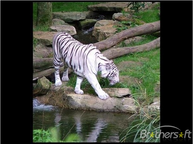 Tiger Screensaver