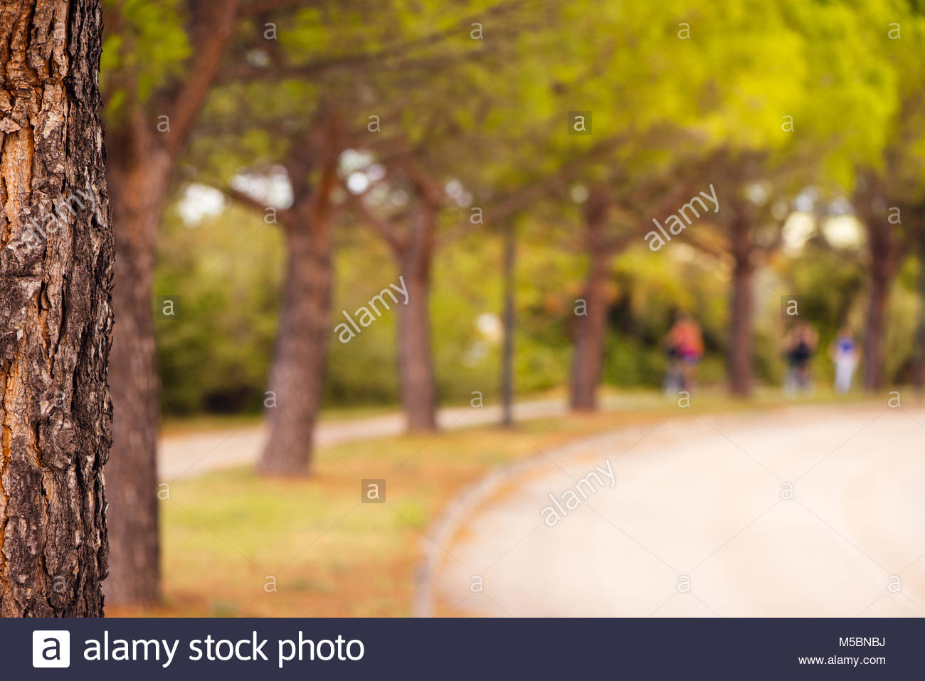 Park Tree And Defocused Blur Background Abstract Summer