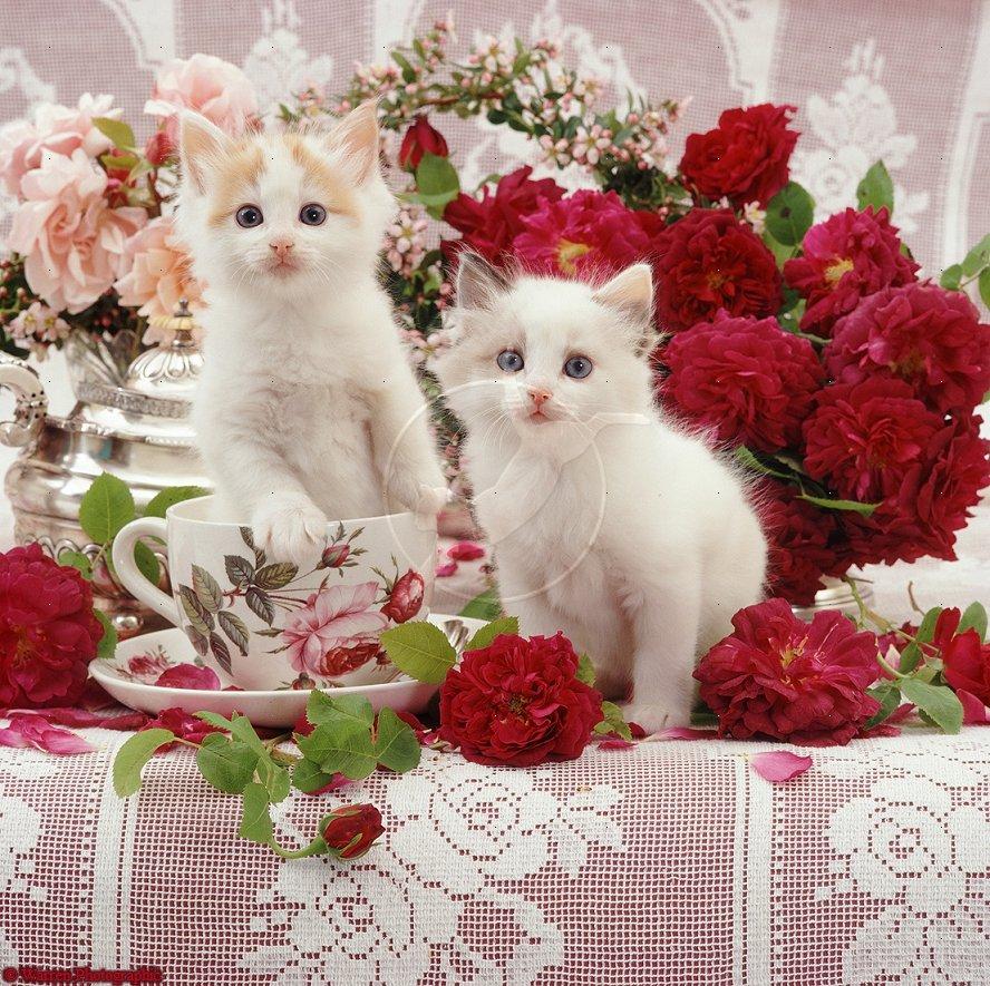 Relaxing wallpapers hd flowers cat - verybike