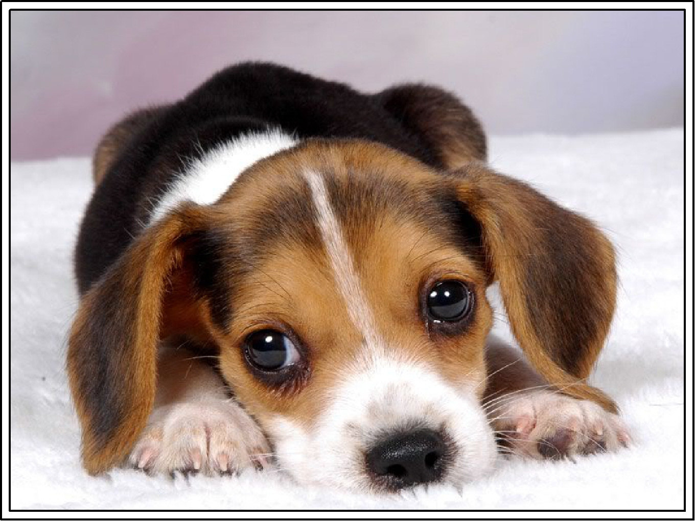 Free Cute Beagle Puppies Desktop Wallpaper Dogs Wallpaper Free