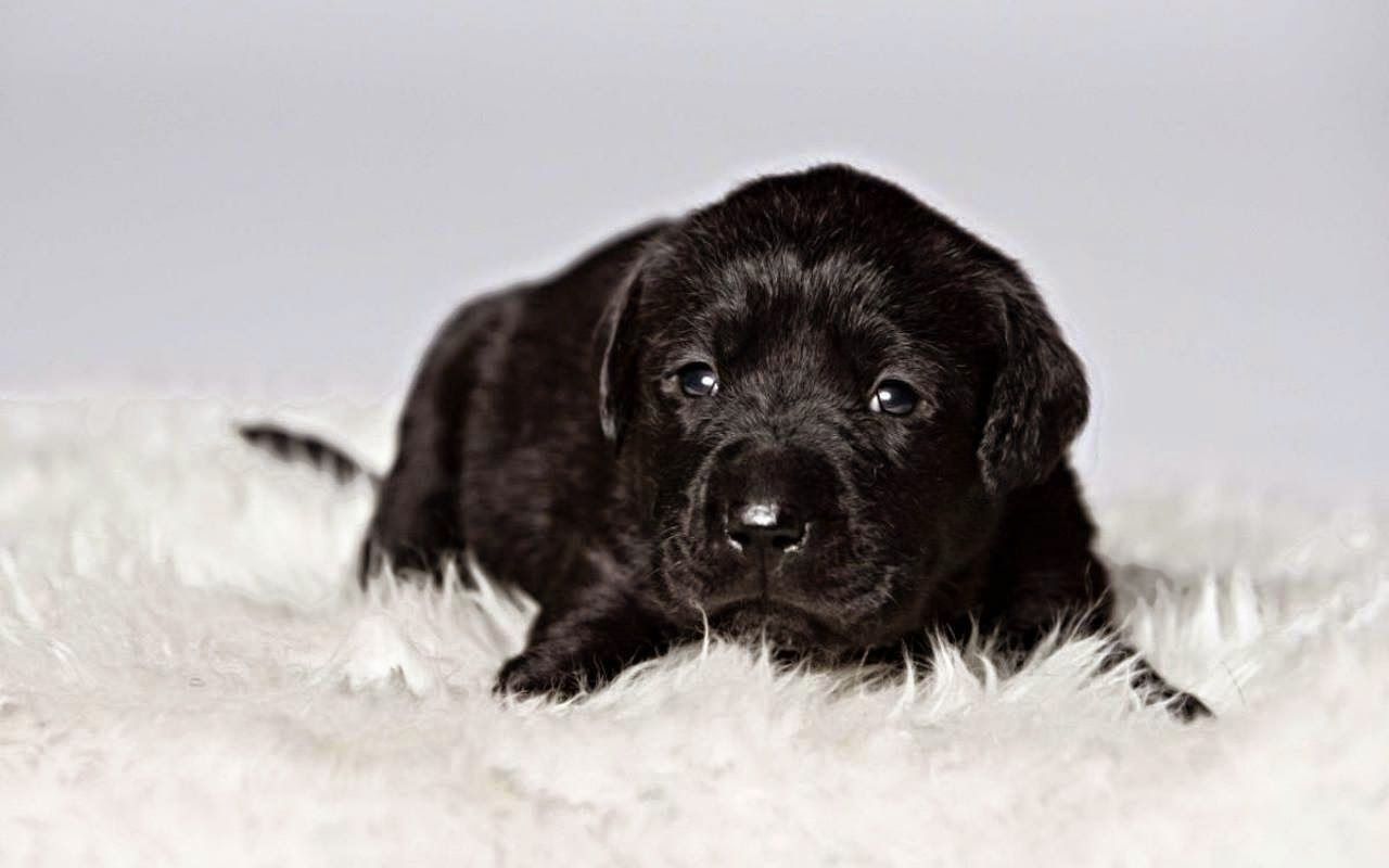 Cute Black Labrador Retriever Puppies Pictures