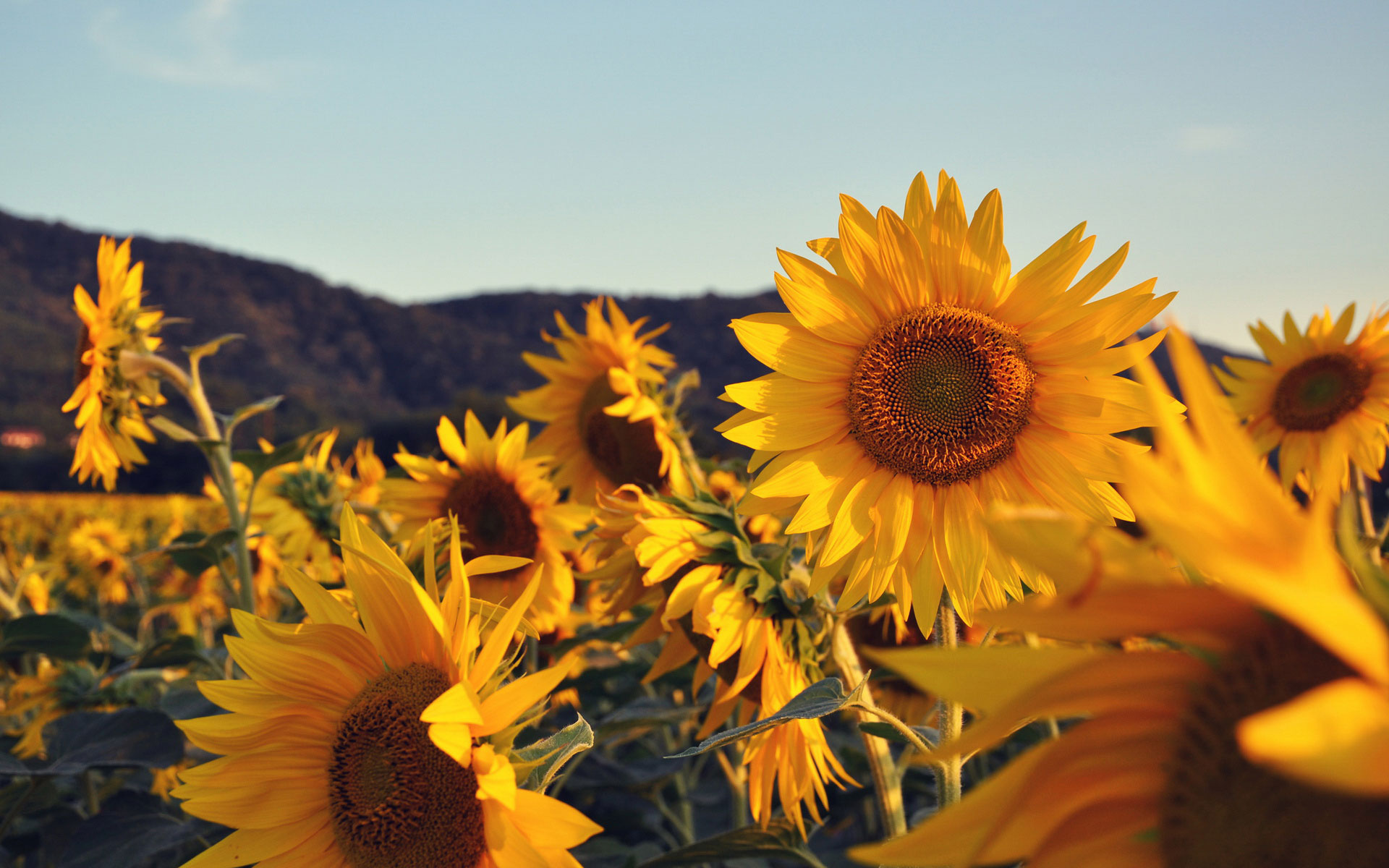 Sunflower Wallpaper Plant Desktop Background