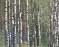 Beautiful Birch Tree In A Summer Forest Sd