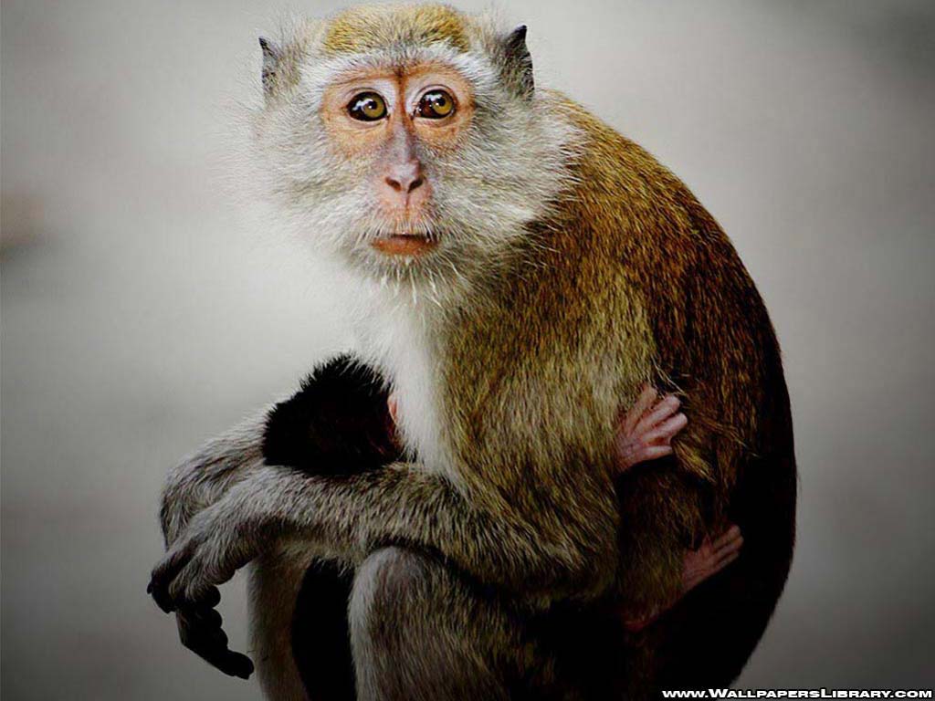 Animals S Baby Monkey Wallpaper Funny