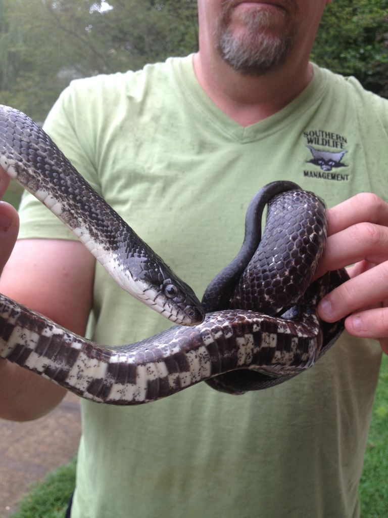 Rat Snake Removed From Atlanta Home HD Walls Find Wallpaper