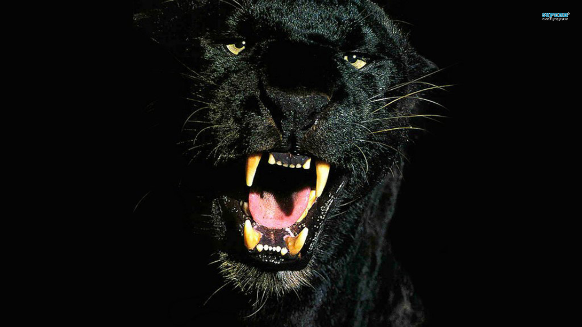 Animal Panther Wallpaper