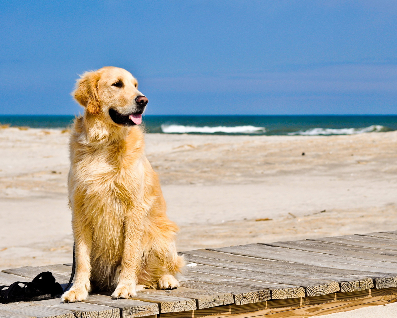 Dog Wallpaper Profile Golden Retriever Dogs
