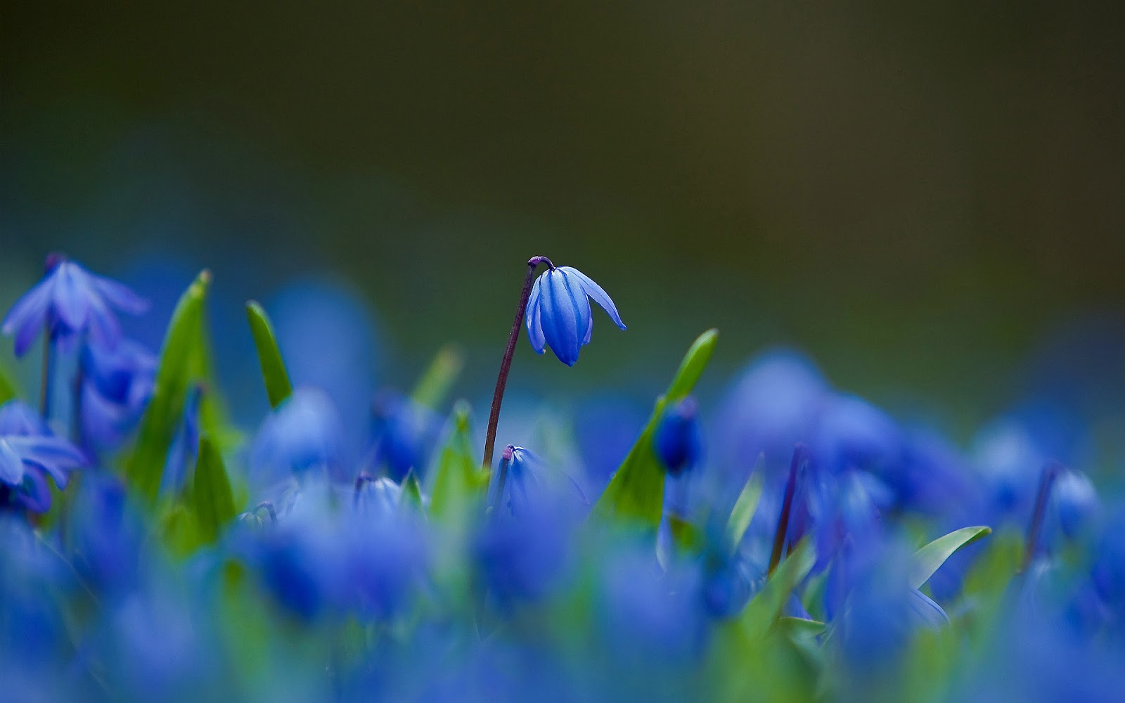Wallpaper Flower Blue Flowers For