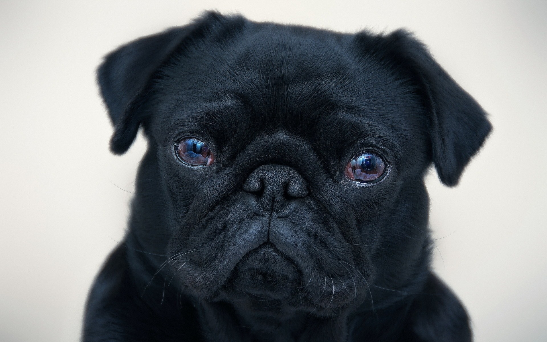 Black Pugs In Costumes HD Wallpaper Background Image